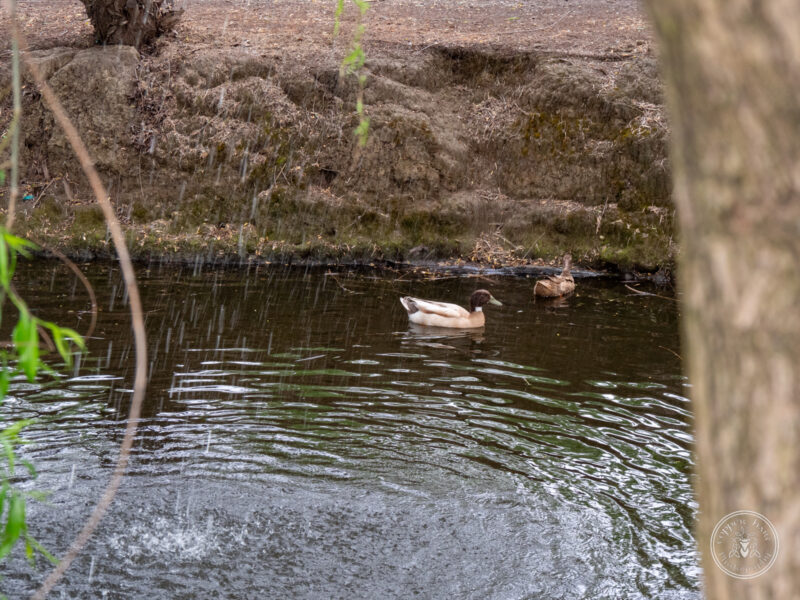 The Timbers Wedding 4-24-106