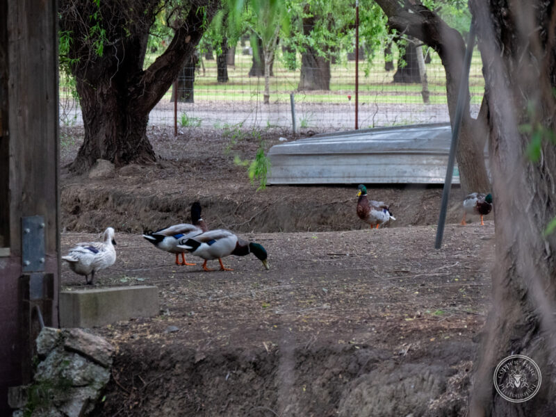 The Timbers Wedding 4-24-107